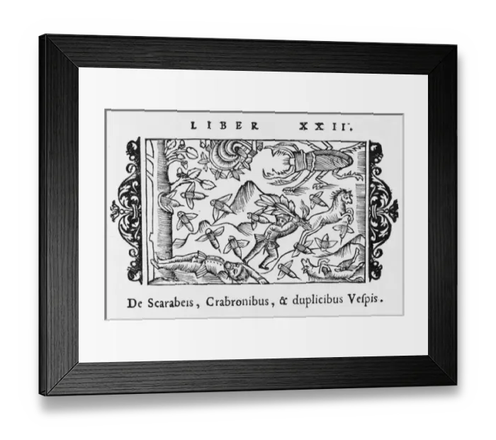 Framed Print : Beetles, Mosquitoes Framed Print : Beetles, Mosquitoes