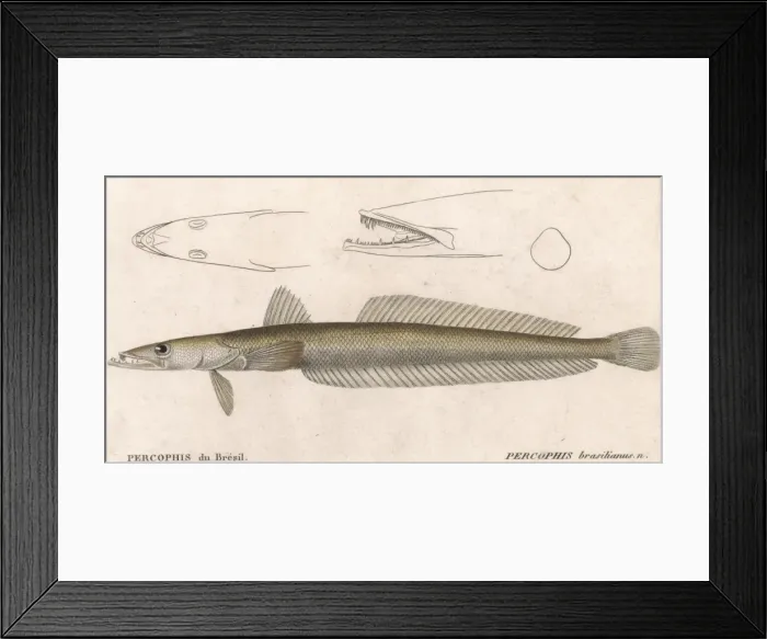 Framed Print : Percophis Brasilianus Framed Print : Percophis Brasilianus