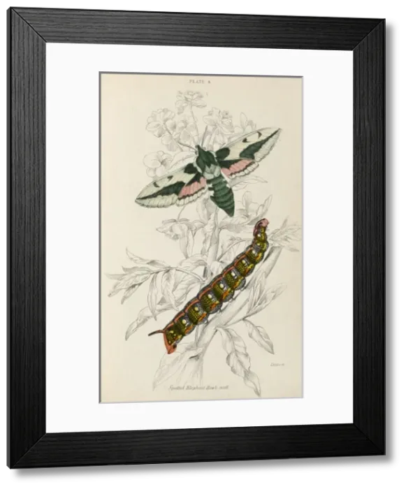 Framed Print : Spotted Elephant Moth Framed Print : Spotted Elephant Moth