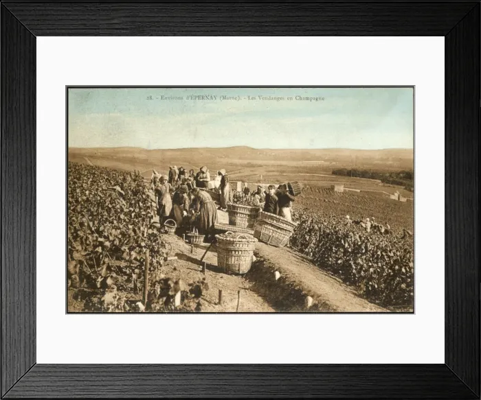 Framed Print : Epernay Vineyards Framed Print : Epernay Vineyards