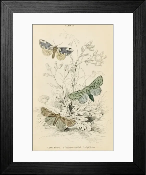 Framed Print : Three Additional Moths Framed Print : Three Additional Moths