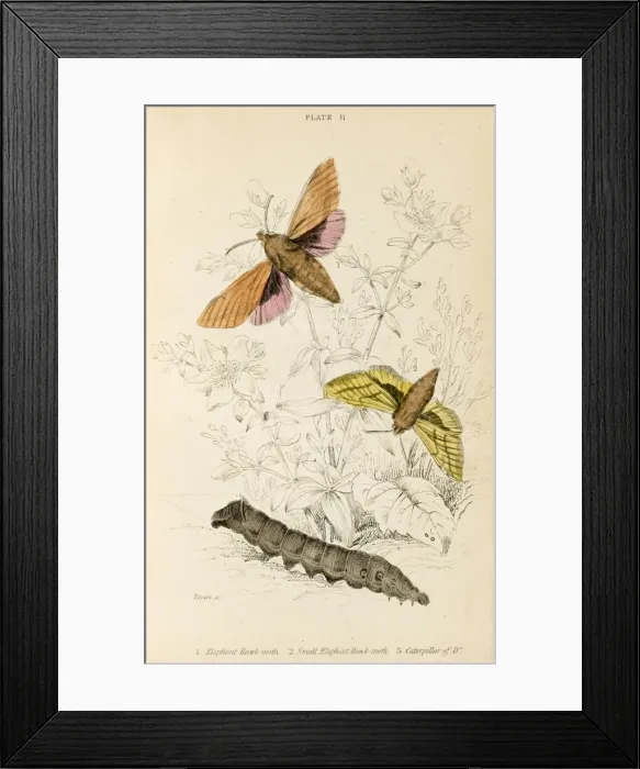 Framed Print : Elephant Hawk Moth Framed Print : Elephant Hawk Moth
