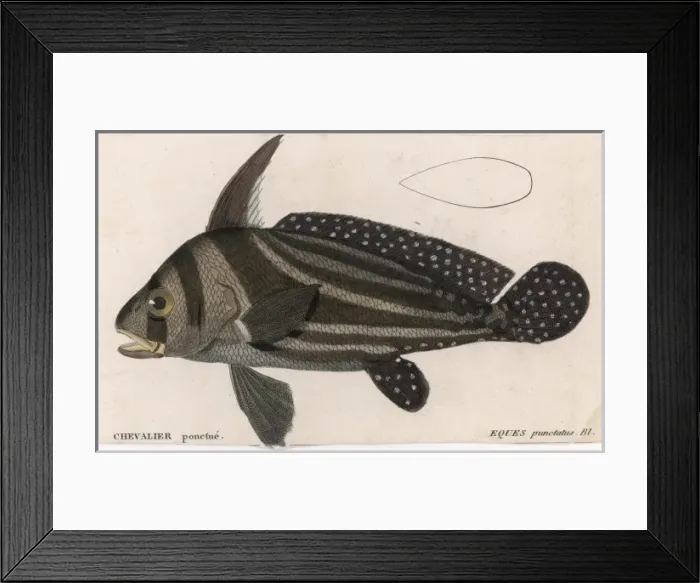 Framed Print : Eques Punctatus (Fish) Framed Print : Eques Punctatus (Fish)