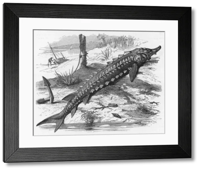 Framed Print : Sturgeon / Riverbank C1860 Framed Print : Sturgeon / Riverbank C1860