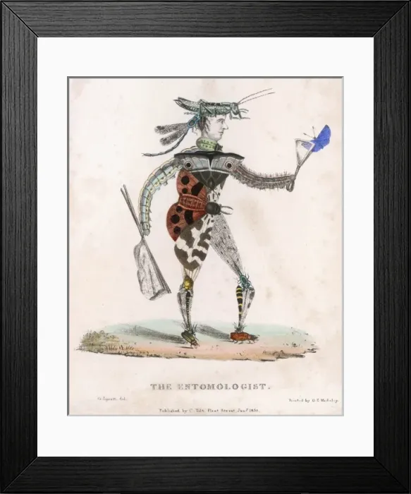 Framed Print : Entomologist Allegory Framed Print : Entomologist Allegory