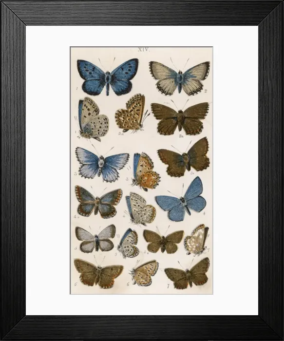 Framed Print : Various Butterflies Framed Print : Various Butterflies