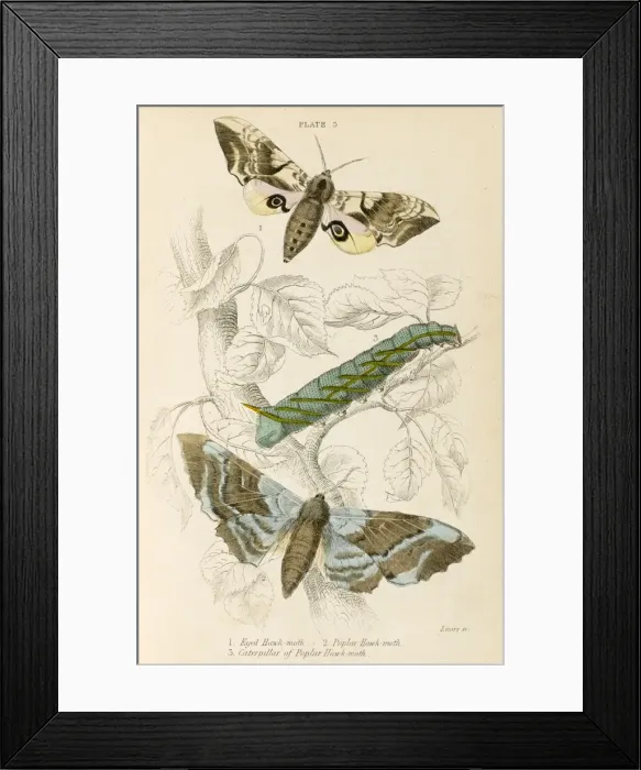 Framed Print : Two Hawk Moths - 3 Framed Print : Two Hawk Moths - 3
