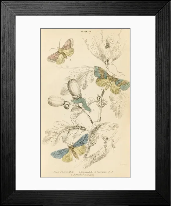 Framed Print : Three Kinds of Moth Framed Print : Three Kinds of Moth