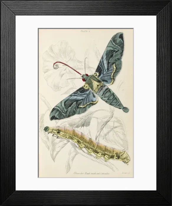 Framed Print : Oleander Hawk Moth Framed Print : Oleander Hawk Moth