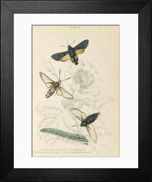 Framed Print : Three Hawk Moths