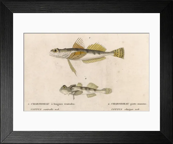 Framed Print : Cottus - Two Species Framed Print : Cottus - Two Species