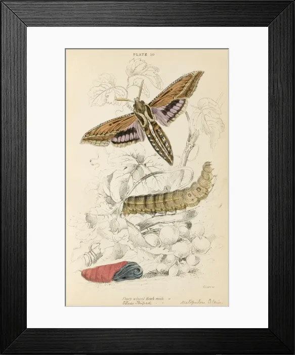 Framed Print : Sharp-Winged Hawk Moth Framed Print : Sharp-Winged Hawk Moth