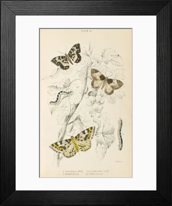 Framed Print : Three more Moths Framed Print : Three more Moths