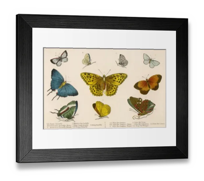Framed Print : Selected Butterflies Framed Print : Selected Butterflies