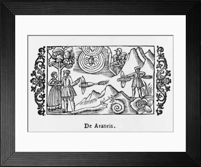 Framed Print : Scandinavian Arachnids Framed Print : Scandinavian Arachnids