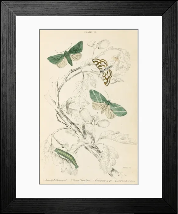 Framed Print : Three Moths Framed Print : Three Moths