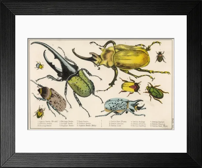 Framed Print : Gigantic Beetle Etc Framed Print : Gigantic Beetle Etc