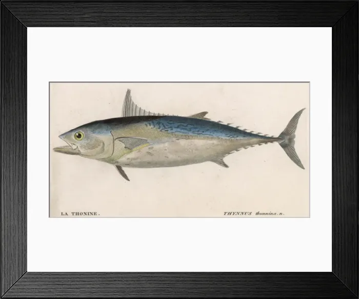 Framed Print : Blue Fin Tuna Fish Framed Print : Blue Fin Tuna Fish