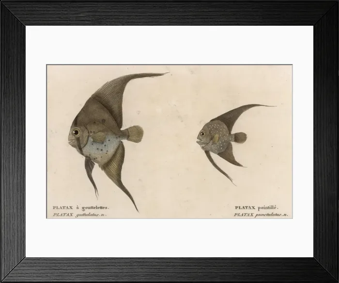 Framed Print : PLATAX (BATFISH) / 1860 Framed Print : PLATAX (BATFISH) / 1860