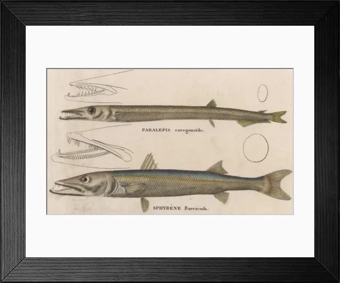 Framed Print : BARRACUDA / 1860 Framed Print : BARRACUDA / 1860