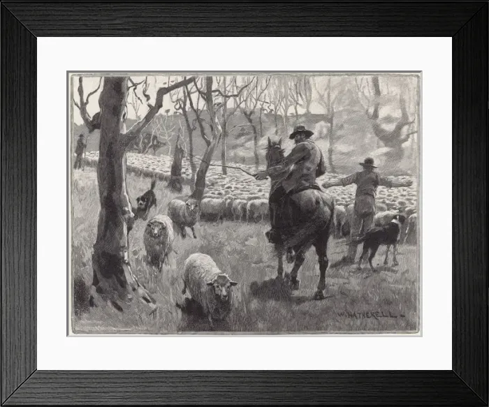 Framed Print : Mustering Sheep, Austral Framed Print : Mustering Sheep, Austral