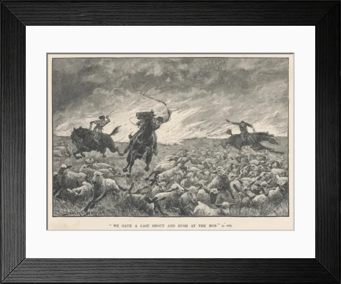 Framed Print : Herding Sheep, Australia Framed Print : Herding Sheep, Australia