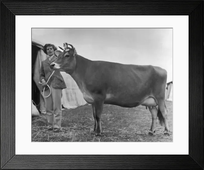 Framed Print : Prizewinning Heifer 1950 Framed Print : Prizewinning Heifer 1950