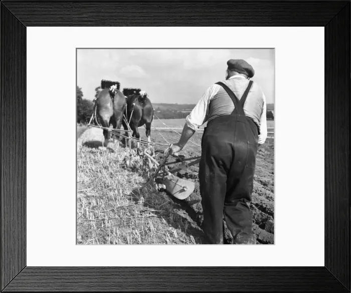 Framed Print : Ploughing Contest 1950S Framed Print : Ploughing Contest 1950S