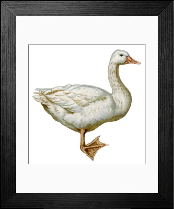 Framed Print : Goose - Scrap Framed Print : Goose - Scrap