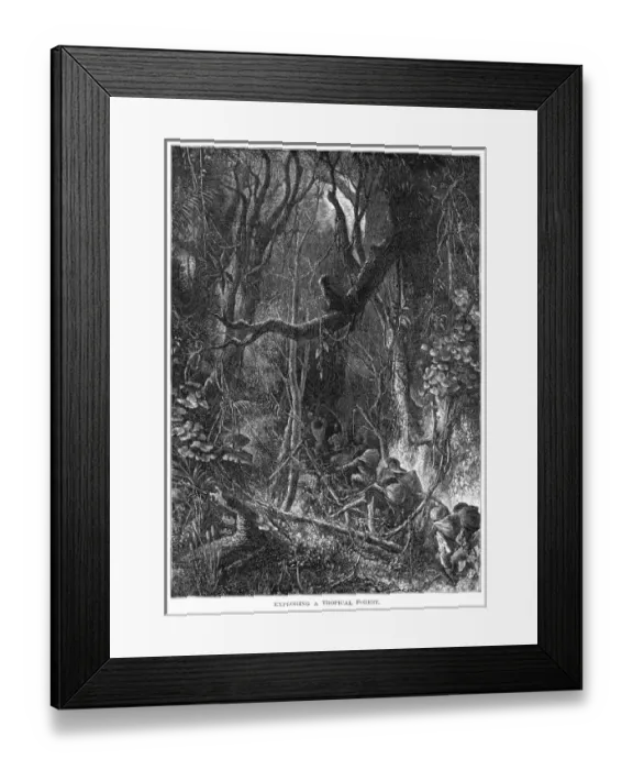 Framed Print : Guatemala Jungle Framed Print : Guatemala Jungle