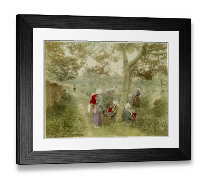 Framed Print : Picking tea in Uji near Kyoto Framed Print : Picking tea in Uji near Kyoto