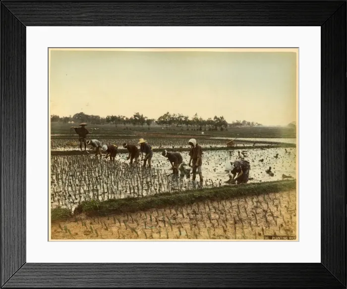 Framed Print : Planting rice Framed Print : Planting rice