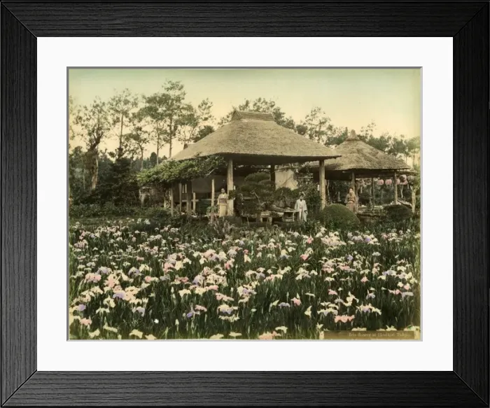 Framed Print : Iris flowers at Horikiri, Tokyo Framed Print : Iris flowers at Horikiri, Tokyo