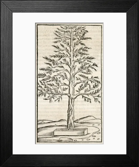 Framed Print : TREES / PINE Framed Print : TREES / PINE