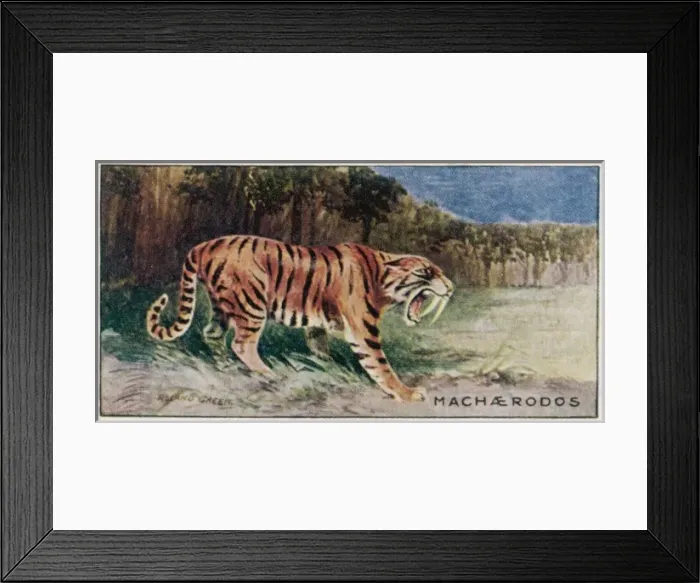 Framed Print : Animals / Extinct / Smilodon Framed Print : Animals / Extinct / Smilodon