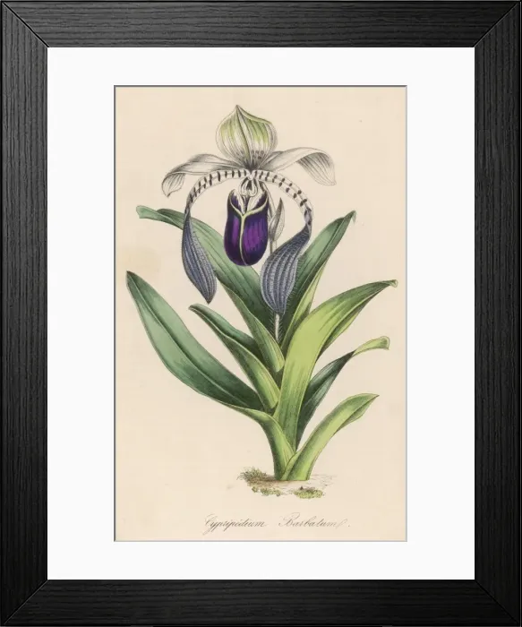 Framed Print : Cypripedium Barbatum Framed Print : Cypripedium Barbatum