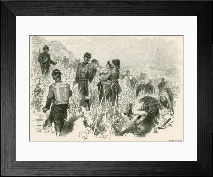 Framed Print : Harvesting Tokay Wine Framed Print : Harvesting Tokay Wine