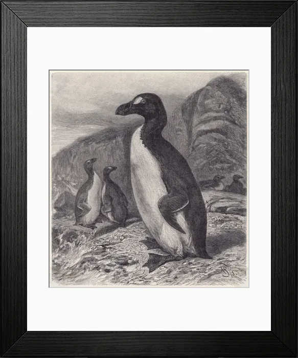 Framed Print : Great Auk Extinct
