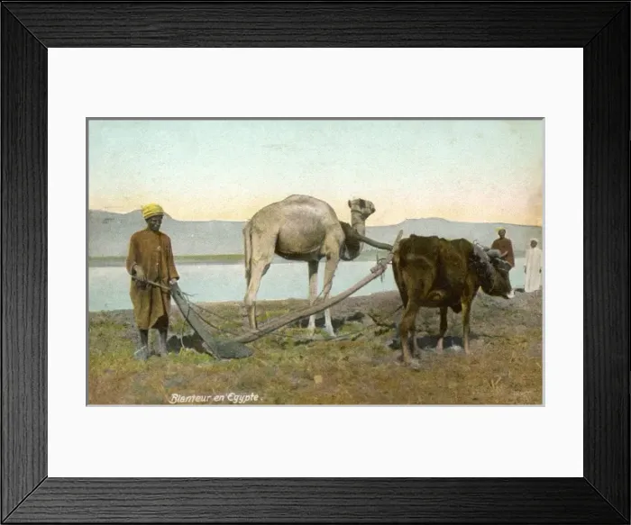 Framed Print : Ploughing, Egypt, 1912 Framed Print : Ploughing, Egypt, 1912