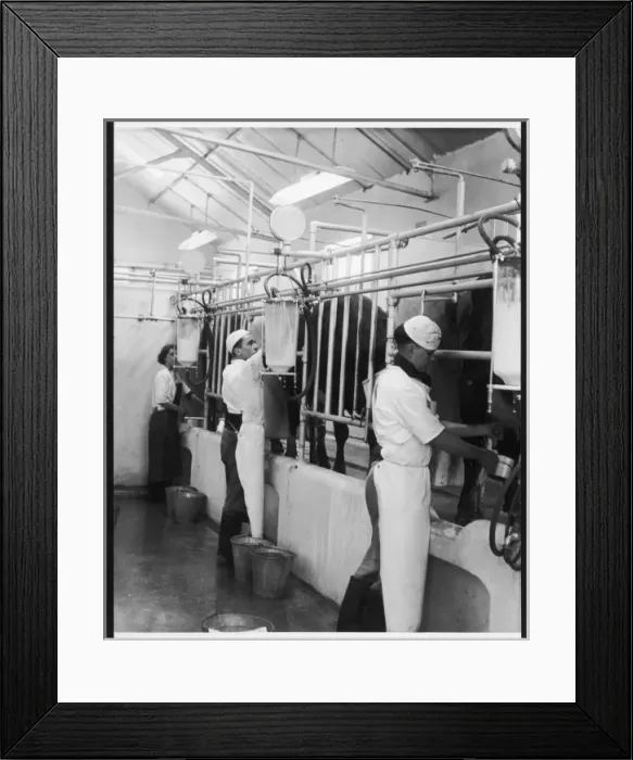 Framed Print : MILKING, 1950S Framed Print : MILKING, 1950S