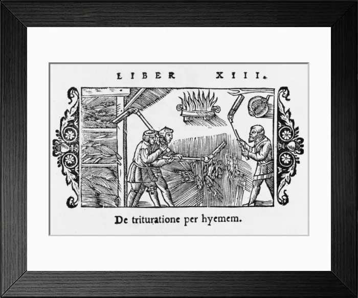 Framed Print : Threshing Barley 1555 Framed Print : Threshing Barley 1555
