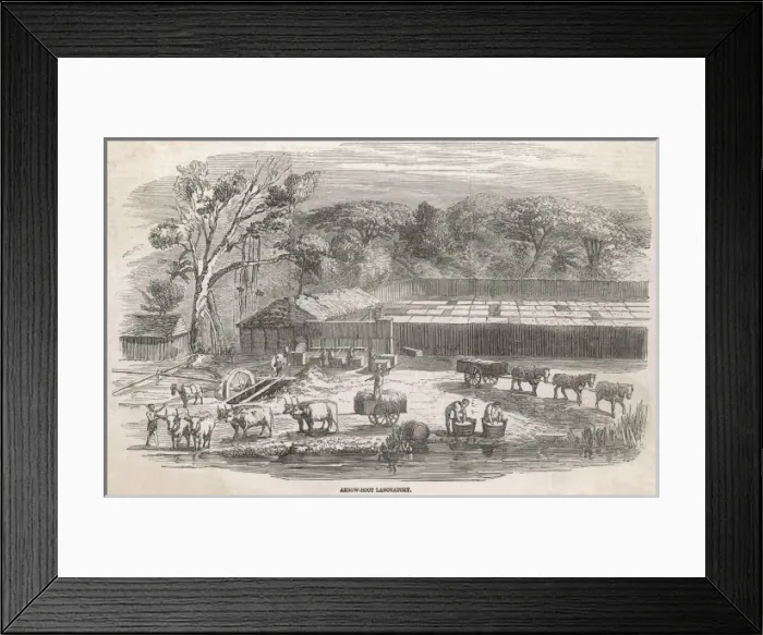 Framed Print : Arrowroot Production Framed Print : Arrowroot Production