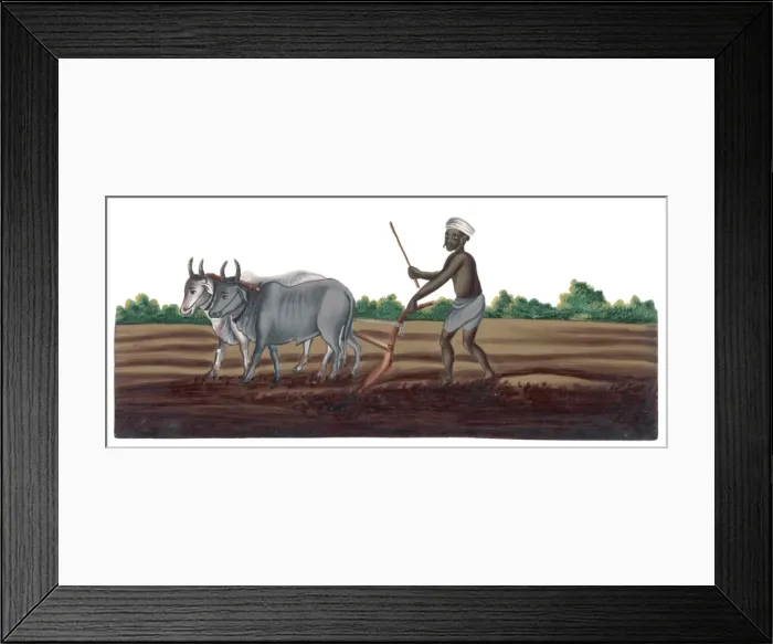 Framed Print : Ploughing, India Framed Print : Ploughing, India