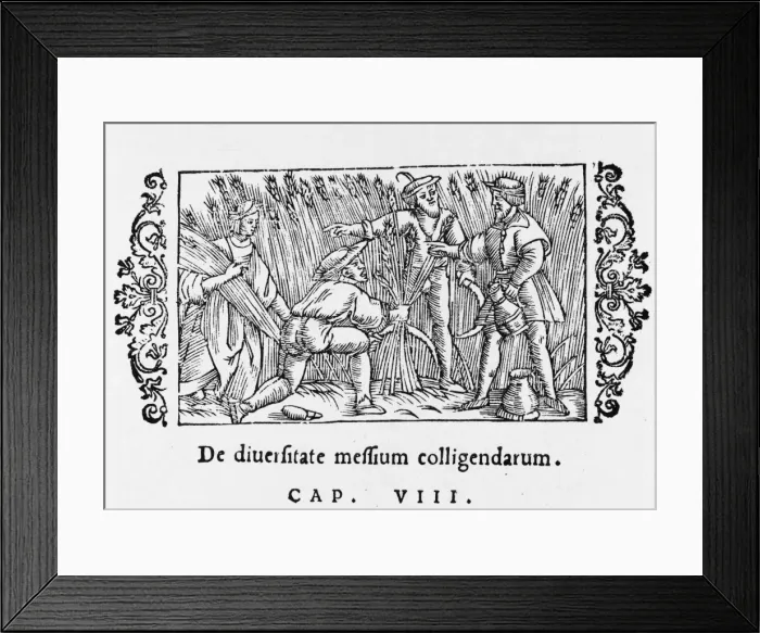 Framed Print : Barley Harvest 1555