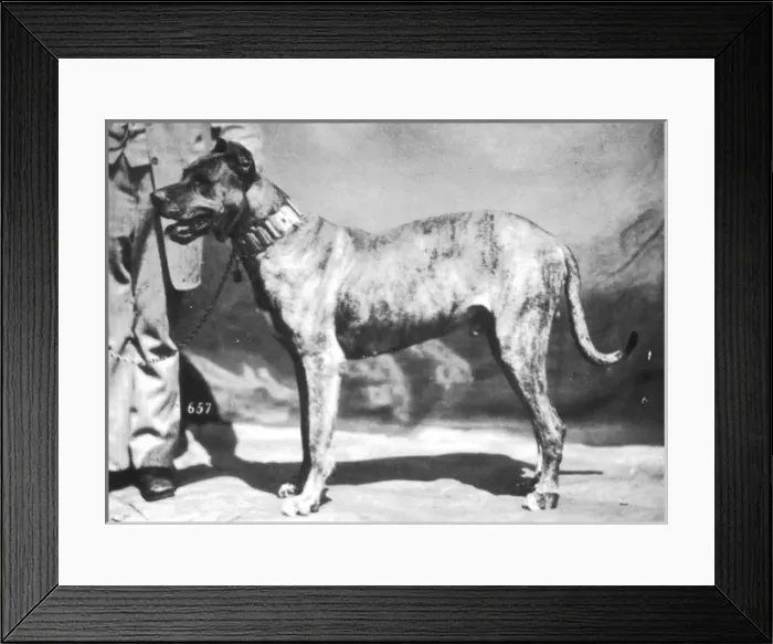 Framed Print : Hannover / Great Dane Framed Print : Hannover / Great Dane