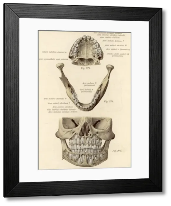 Framed Print : Jaw Bones & Teeth Framed Print : Jaw Bones & Teeth