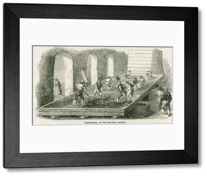 Framed Print : Bordeaux Wine Growing Framed Print : Bordeaux Wine Growing