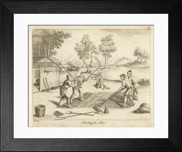 Framed Print : Rice in China - 6 Framed Print : Rice in China - 6