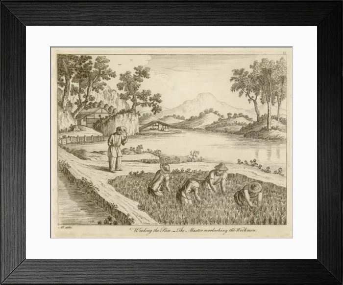 Framed Print : Rice in China - 1 Framed Print : Rice in China - 1