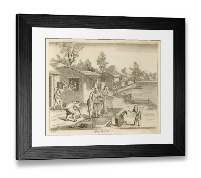 Framed Print : Rice in China - 8 Framed Print : Rice in China - 8